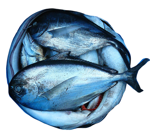 pescados